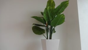 お花が届きました?